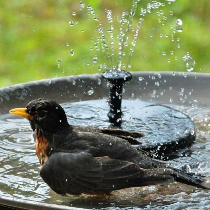 Fontaine Solaire - Pour les Oiseaux - SolarAqua - Lampe